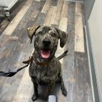 Dogwood Park Animal Clinic