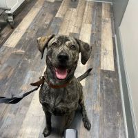 Dogwood Park Animal Clinic ico