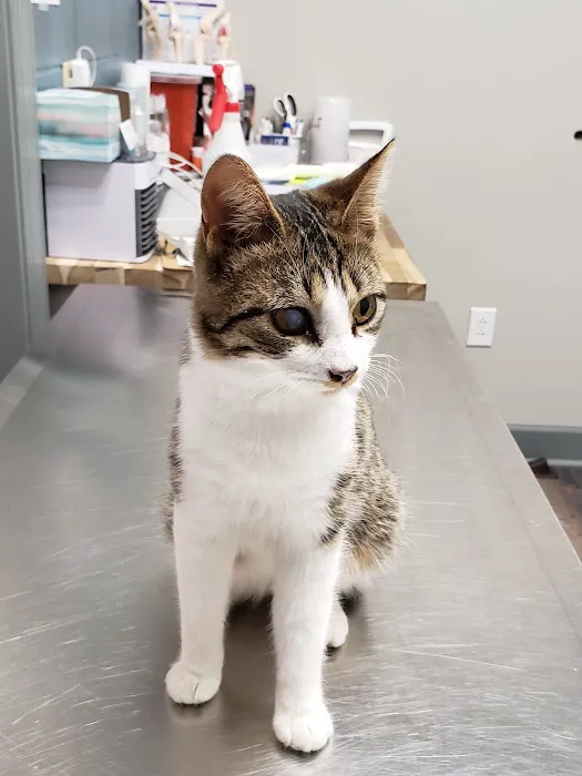 Dogwood Park Animal Clinic Picture 4