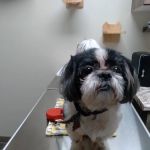 Sanderlin Veterinary Hospital