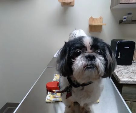 Sanderlin Veterinary Hospital
