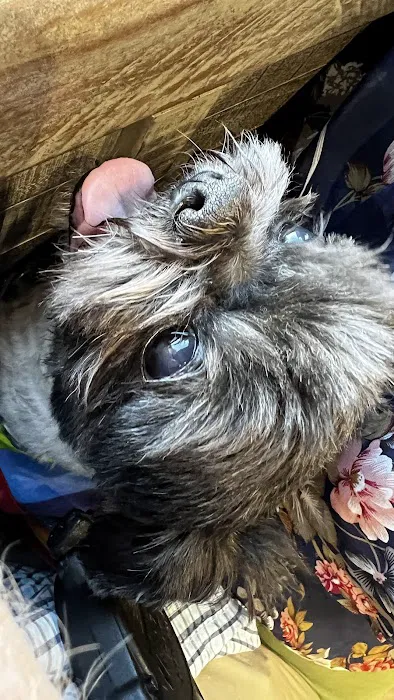 Sanderlin Veterinary Hospital Picture 7