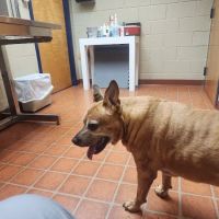 Gwinnett Animal Hospital ico