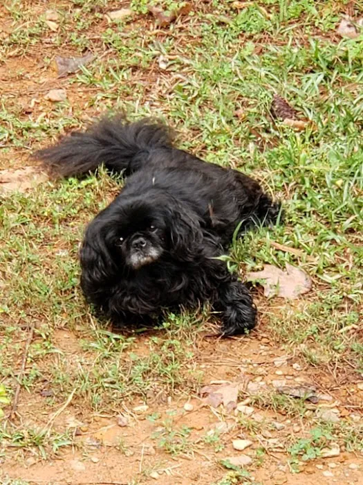 Gwinnett Animal Hospital Picture 5