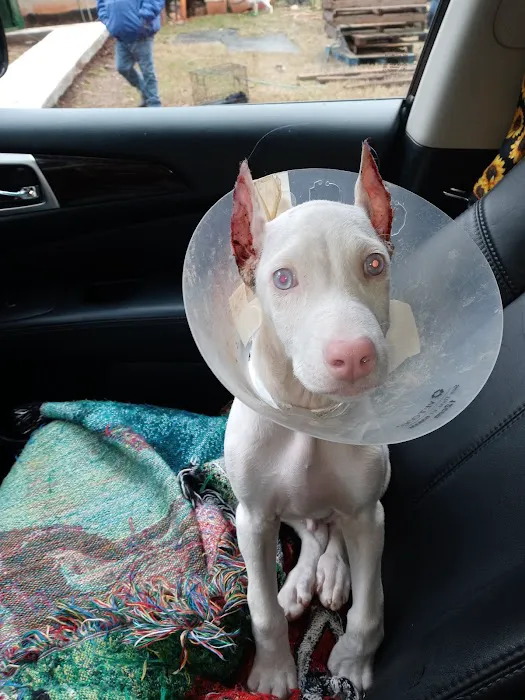 Budget Vet Picture 2