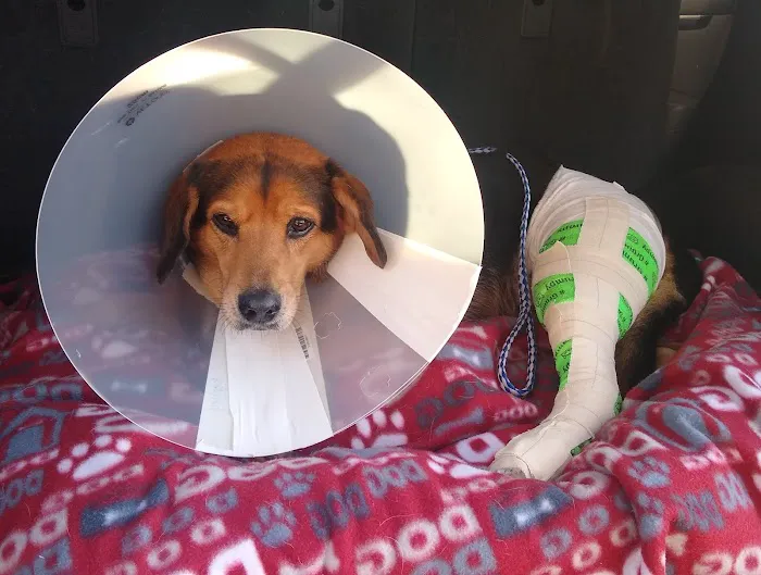 Budget Vet Picture 3