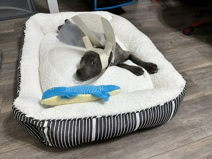 Budget Vet Picture 10