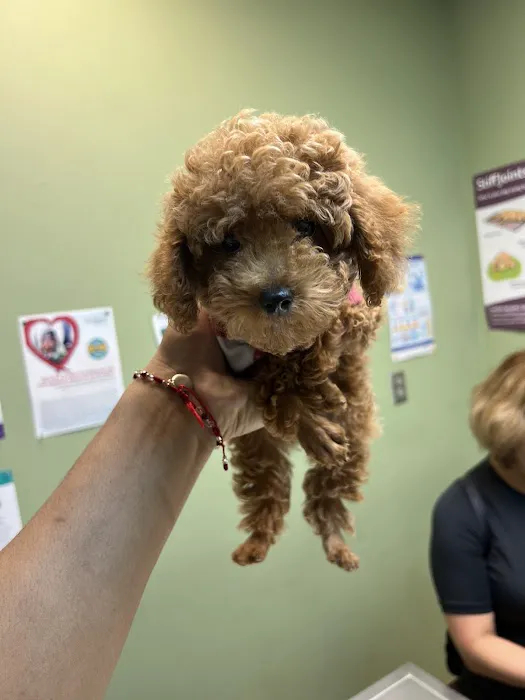 Spring Lake Animal Hospital Picture 1