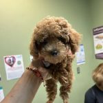 Spring Lake Animal Hospital