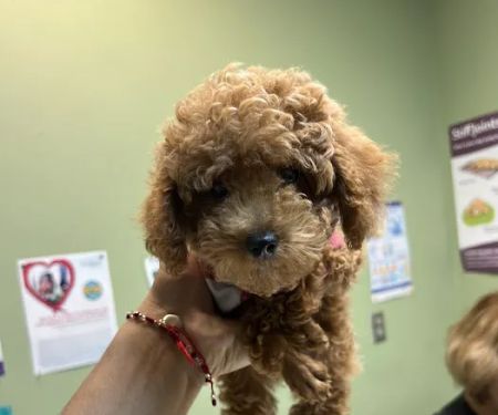 Spring Lake Animal Hospital