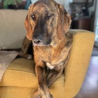 Dennis Veterinary Clinic ico