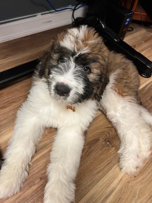 Dennis Veterinary Clinic Picture 8