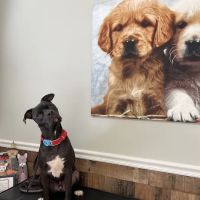 Sigman Veterinary Clinic ico
