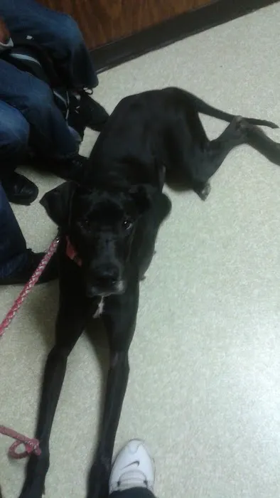 Sigman Veterinary Clinic Picture 8