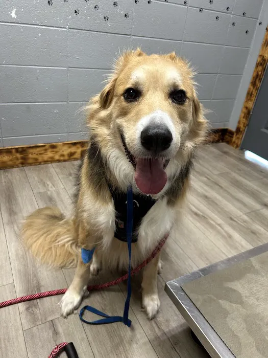 Animal Medical Of Covington Picture 1