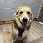 Animal Medical Of Covington