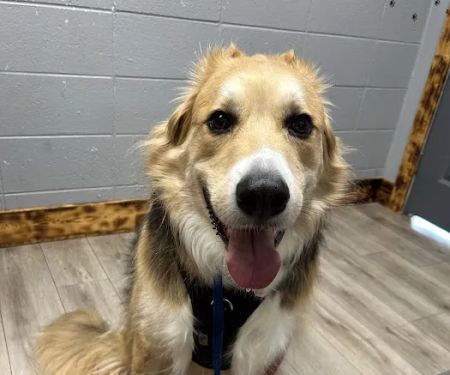 Animal Medical Of Covington
