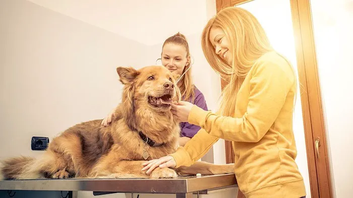Animal Medical Of Covington Picture 2