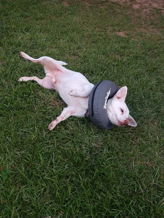 Animal Medical Of Covington Picture 10