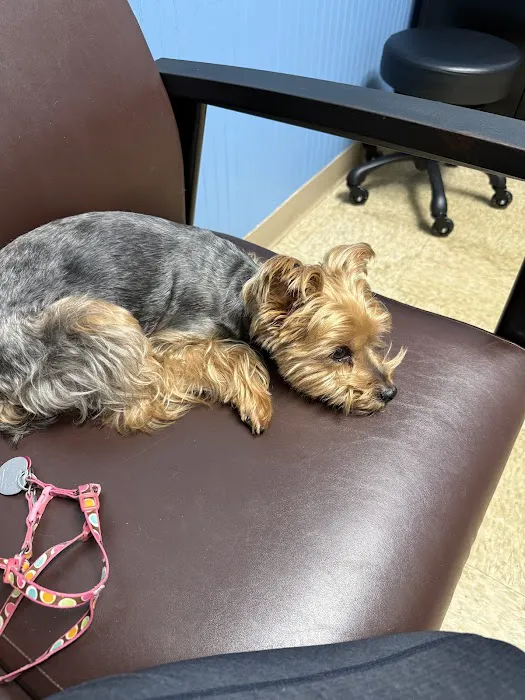 East Metro Animal Emergency Clinic Picture 3