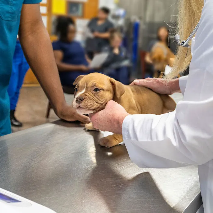 East Metro Animal Emergency Clinic Picture 1