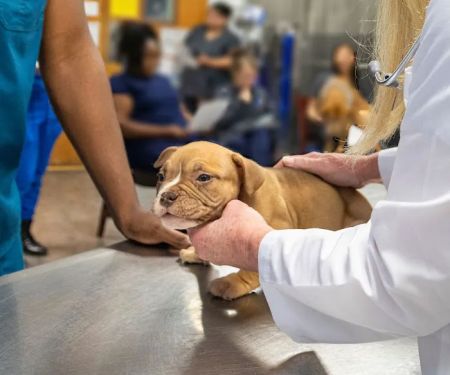 East Metro Animal Emergency Clinic