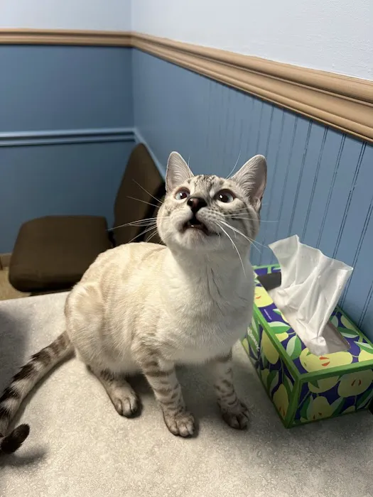 East Metro Animal Emergency Clinic Picture 6