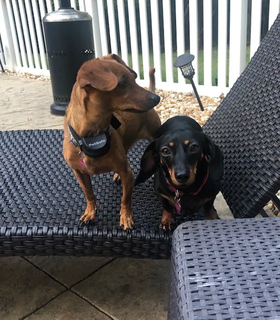 Social Circle Veterinary Hospital Picture 3