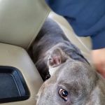 Social Circle Veterinary Hospital