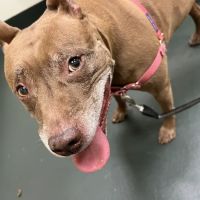 Fair Oaks Veterinary Hospital ico