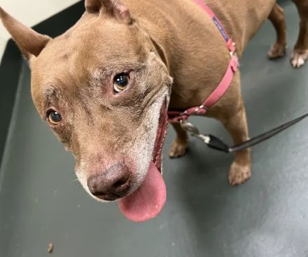 Fair Oaks Veterinary Hospital