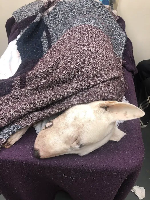 Fair Oaks Veterinary Hospital Picture 8