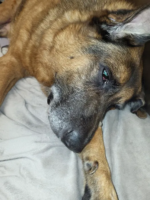 Smyrna Animal Hospital: Griffith Robert A DVM Picture 1