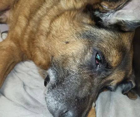 Smyrna Animal Hospital: Griffith Robert A DVM