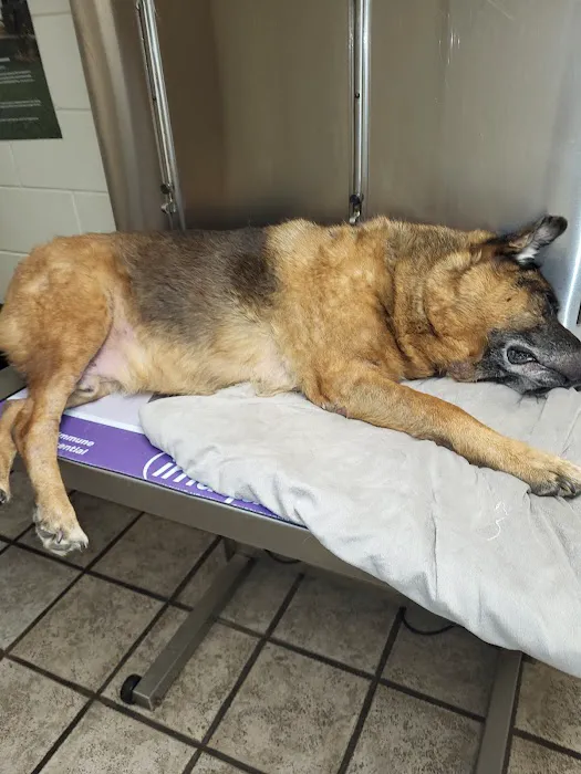 Smyrna Animal Hospital: Griffith Robert A DVM Picture 2