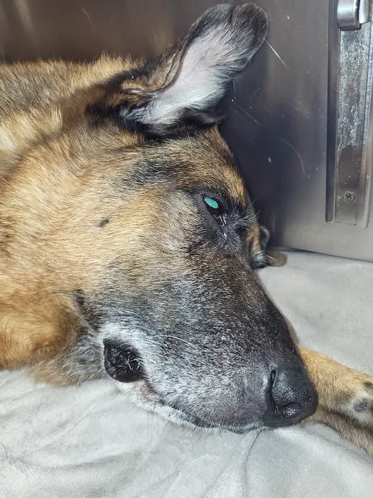 Smyrna Animal Hospital: Griffith Robert A DVM Picture 5