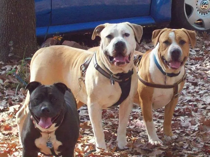 Smyrna Animal Hospital Picture 4