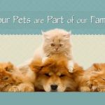 Smyrna Animal Hospital