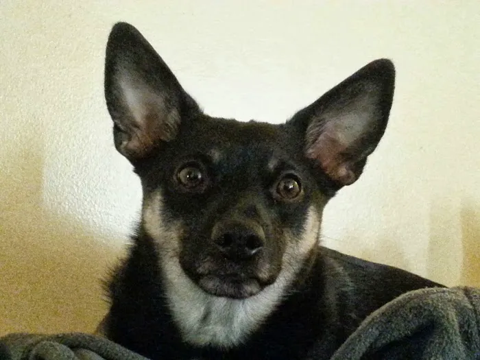 Smyrna Animal Hospital Picture 7