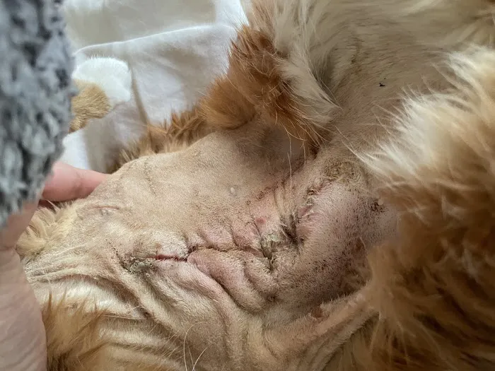 Cumberland Animal Clinic Picture 2