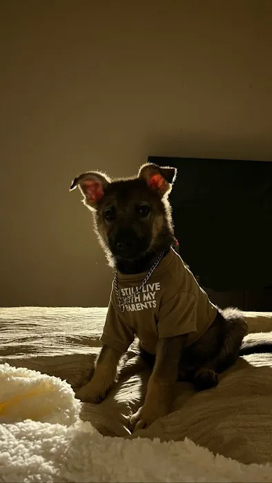 Santa Marietta Animal Hospital LLC Picture 1