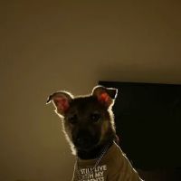 Santa Marietta Animal Hospital LLC ico