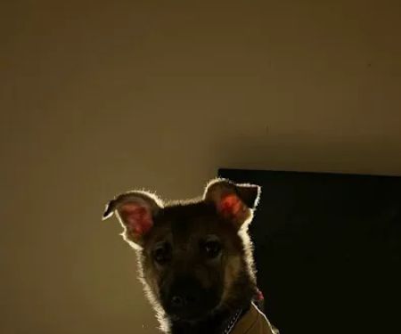 Santa Marietta Animal Hospital LLC
