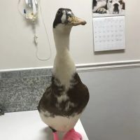 Riverview Veterinary Hospital ico
