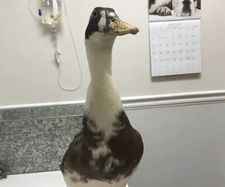Riverview Veterinary Hospital