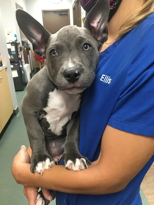Paces Ferry Veterinary Clinic Picture 6