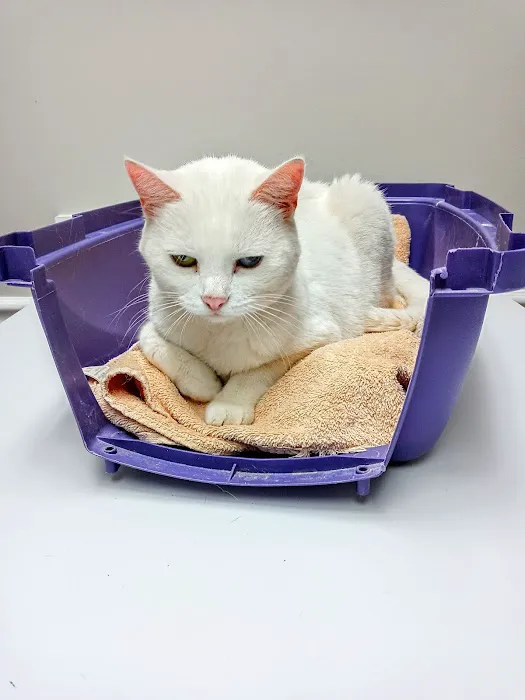 The Ark Animal Hospital Picture 6