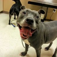 New Hope Animal Hospital ico