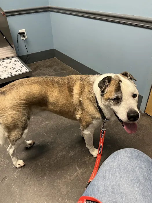 New Hope Animal Hospital Picture 10