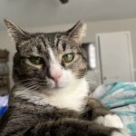 Powder Springs Animal Clinic